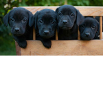Puppy Squad THE BEST!