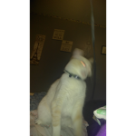 Demonic cats