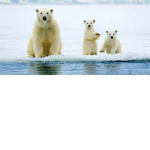 Polar Bears!