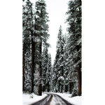 *~Snowstorm~*