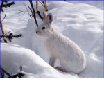 Winter bunnies