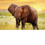 Elephant Island