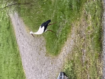 Der coole Igel