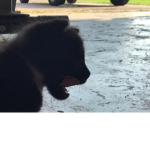 {Cat and kitten Love}
