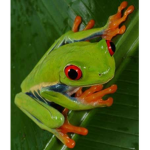 The FROGS OF THE FROGGY MASTER