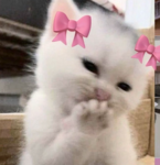 Meoyippie