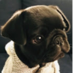Puggy Girl