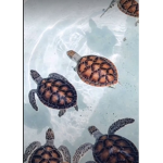 Turtles_jesse