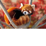 ~ Red Fluffs ~