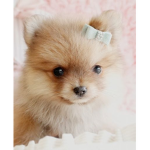 Pomeranian Pals Group