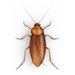 Council Of Cockroaches