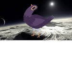 the bird crazy🦄🐦