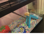 Cupcake the hamster