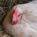 Chickens Only Potatoes!