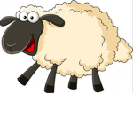The sheep’s