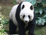 ( panda ranker )