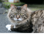 KittiKat Group :D