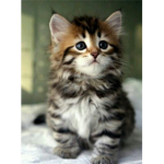 KittensAreFluffy