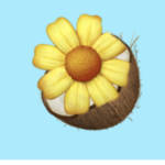 the flower cocnut fans - group