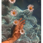 <-DaisyDotClub->