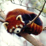 red panda fan group!!