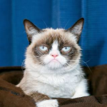 i luv cute cats
