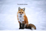 The peaceful animals