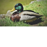 Blue_Duck