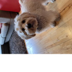 DogPandaGames_FanGroup