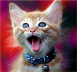 Rock Cats