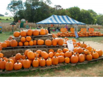pumpkins are great