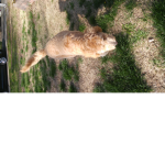 Real animal gang