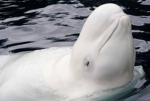 CETACEANS UNITE!