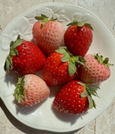 berry orchard