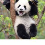 Panda gang offical group