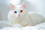 Puffies The best Queen!