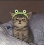 Kitties :33