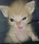 Cat cats are cutest