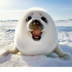 The cute seal group