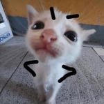 P L A G I S