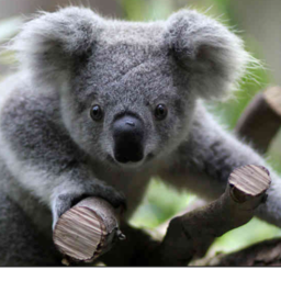 The Koala Vibe Place