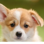 ILOVEDOGSSOMUCH!!!