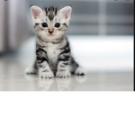 Kitten catz