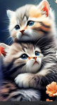 Der kätzchen club