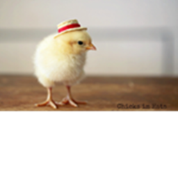 The Magic Chicken's Racer