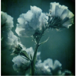 ⚘