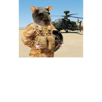 |US| -Rat Corps-