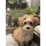 Puppy group or you guys can join whenever you want