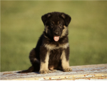 puppy lovas