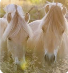 Happy horse campers